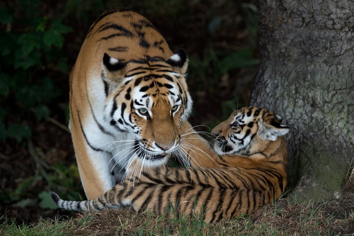 Man killed by tiger at Yorkshire Wildlife Park posed for photo with big ...