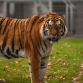 Yorkshire Wildlife Park remains closed after a man was mauled to death by a tiger after climbing into its enclosure.