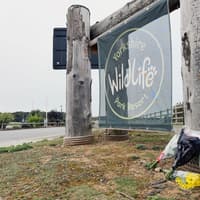 Money pours in for wildlife park foundation after tiger tragedy