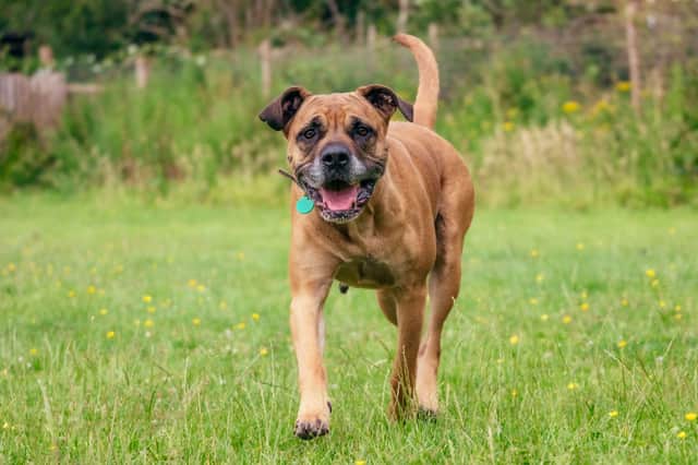 Homes are being sought for a number of dogs at the home
