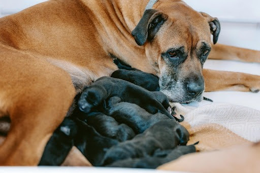 RSPCA seeks homes for mother dogs after puppies rehomed