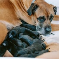Home sought for rescued Doncaster dog after 14 pups find new owners