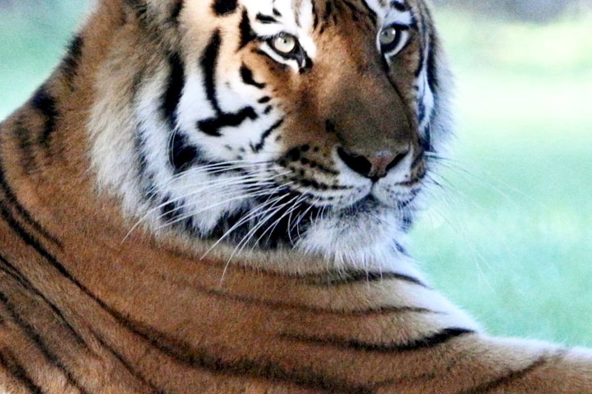 Tiger seen for first time after Yorkshire Wildlife Park tragedy