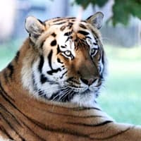 Tiger seen for first time after Yorkshire Wildlife Park tragedy