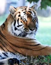 Altai in the enclosure at Yorkshire Wildlife Park, now that it has reopened