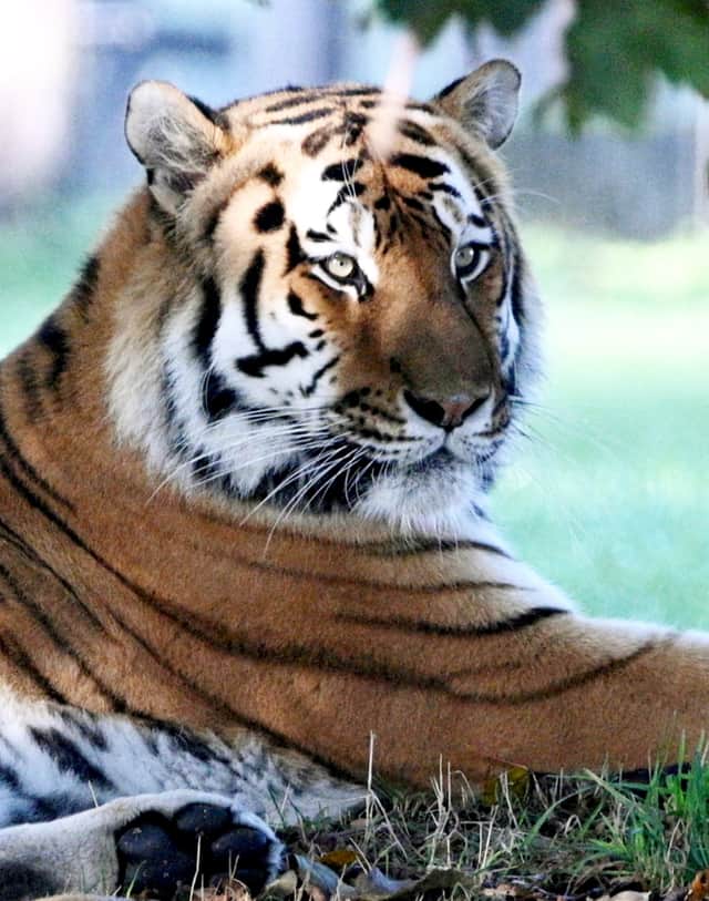 Altai in the enclosure at Yorkshire Wildlife Park, now that it has reopened