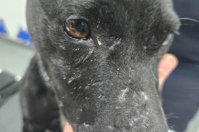 All the dogs were seized from the pair