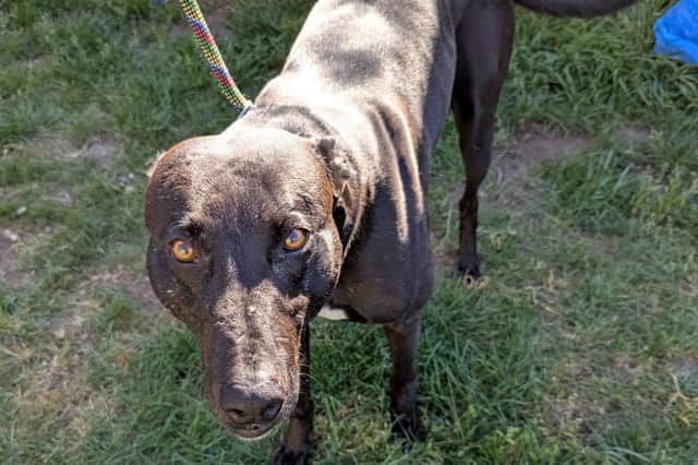 The dogs had suffered injuries from hunting wildlife.