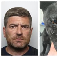 Doncaster friends who used dogs to hunt and kill wildlife are sentenced