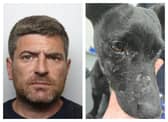 Lewis Wray has been jailed for dog cruelty