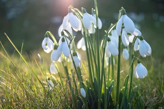 Snowdrops will be planted for lost loved ones