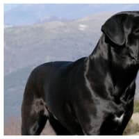 Woman's terror after aggressive dogs come at her in Doncaster woods