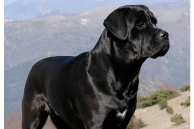 Two cane corso dogs were captured in Sandall Beat Woods.