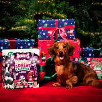 Adorable advent calendar for dogs launches just in time for Christmas