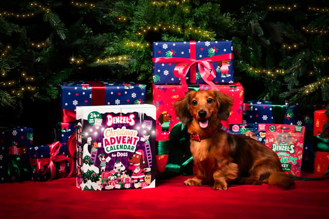 Denzel's Christmas Advent Calendar for Dogs