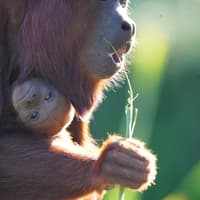 New baby red howler monkey breeding success at Yorkshire Wildlife Park
