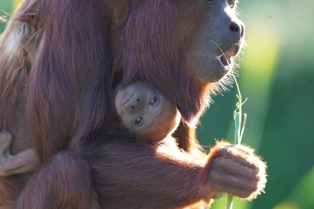 There has been a new arrival at the park.