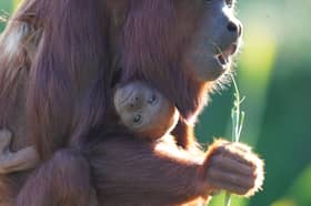 There has been a new arrival at the park. 