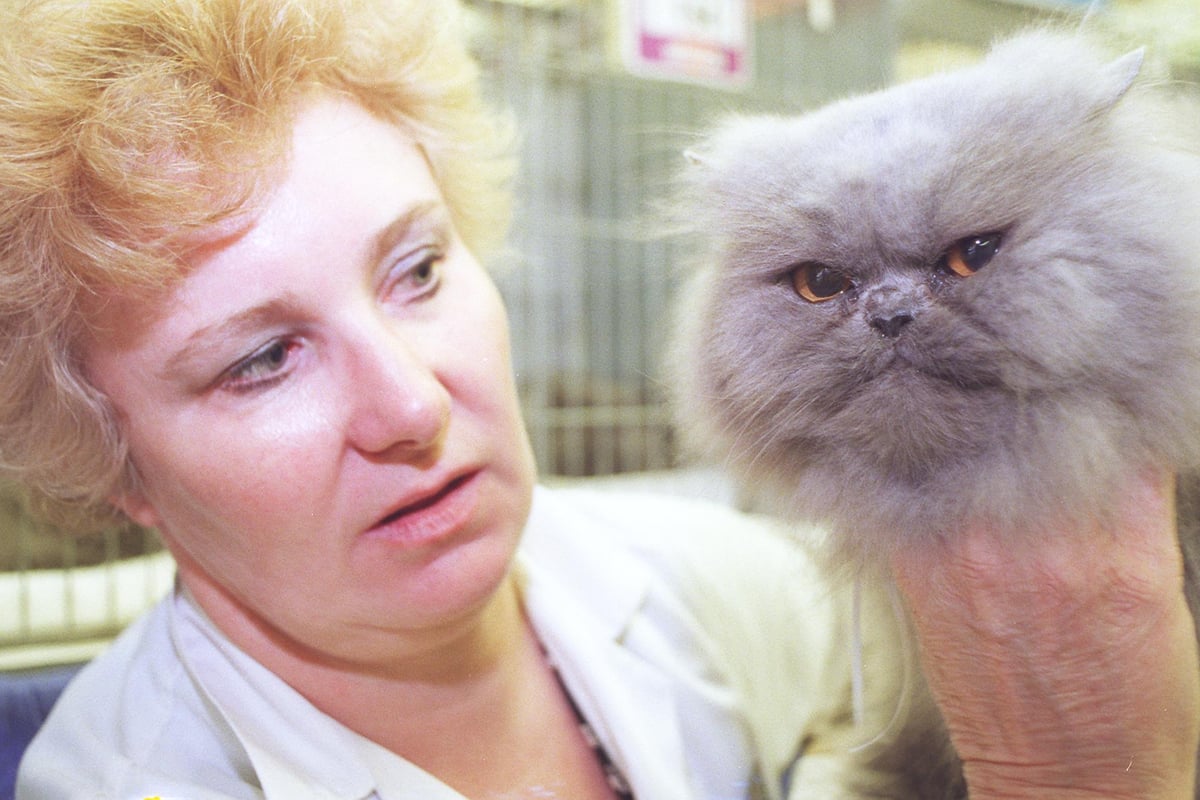 National Cat Day: 11 retro photos of Doncaster cats from decades past