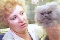 
The Yorkshire County Cat Club 70th championship show at Doncaster racecourse, sat 31st october. Steward Sue Alcock with Dynabeth Georgian Jubilee, a blue Persin cat that at 14 years old is the oldest in the show and possibly the eldest cat shown at the show to date.