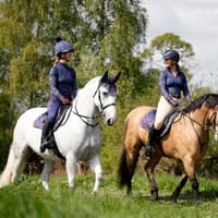 Bonfire Night warning to Yorkshire’s 40,000 horse owners as research reveals fireworks fears