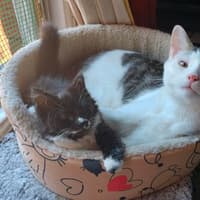 National Cat Day: 11 adorable Doncaster cats submitted by their owners