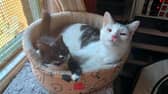 Tresa Morgan said: "May I present HRH Fiona Frecklefoot (L) and Zeke, AKA "Squeaky Zekey" (R)"