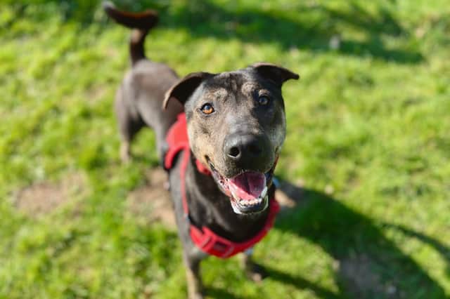 Rocky is looking for a forever home