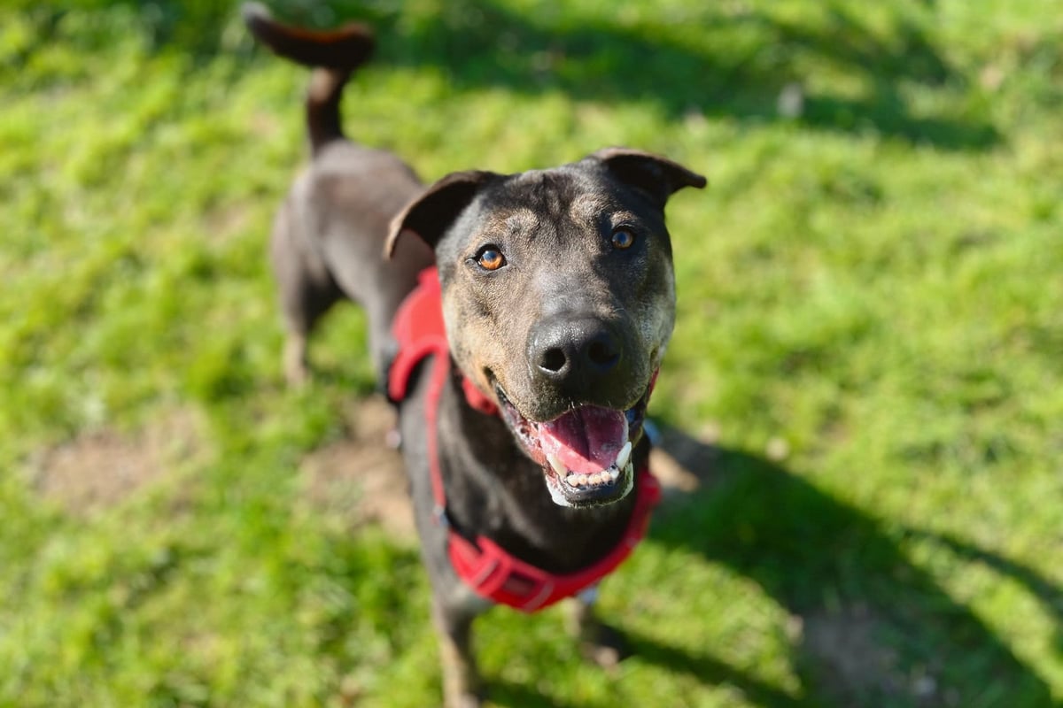 'Loveable and goofy' dog still hunting for home after two years with Doncaster RSPCA