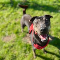'Loveable and goofy' dog still searching for home after two years with RSPCA
