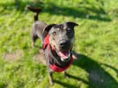 Rocky is still searching for a home after two years with the RSPCA in Doncaster.