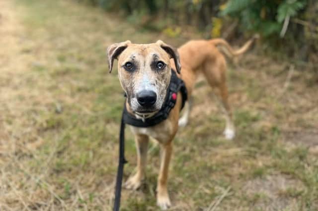 Bruce is also searching for new owners.