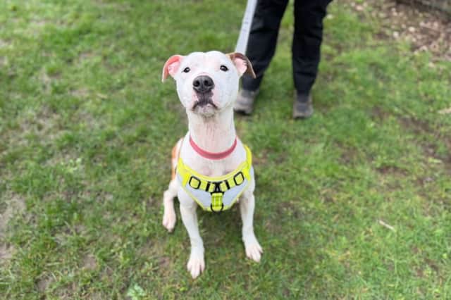 Kiki is also on the hunt for a home.