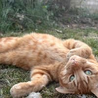 13 adorable photos of Doncaster cats to cheer up your day