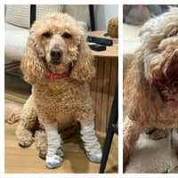 Dog owner's upset after beloved pet hit by bus in Doncaster