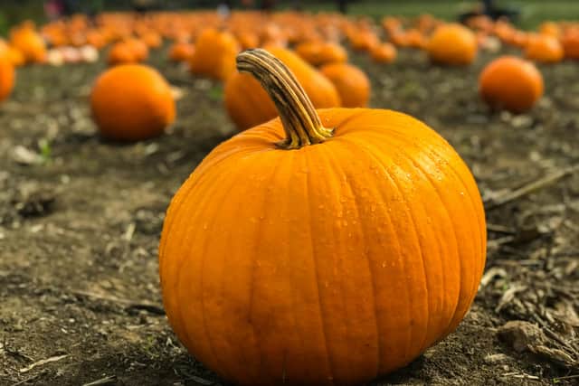 Doncaster’s pumpkin-picking options ranked in new UK study