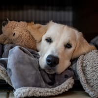 Five ways to help Doncaster pets beat the firework fright this Bonfire Night