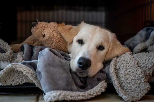Creating a den for your dog can help keep them calm and relaxed on Bonfire Night.