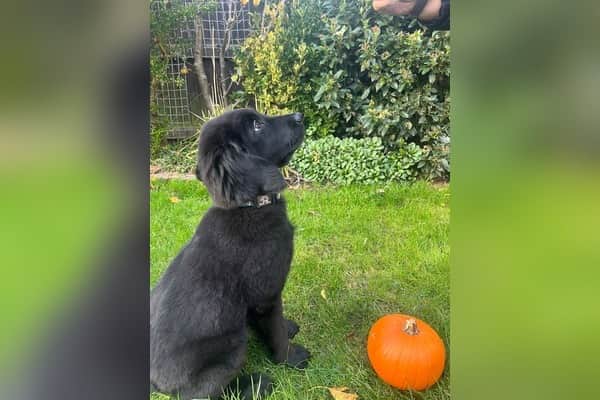 Three month old guide dog puppy Pumpkin