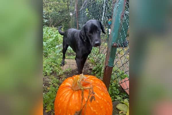 Guide dog puppy Pumpkin in her puppy raiser's garden where they have grown their own pumpkins