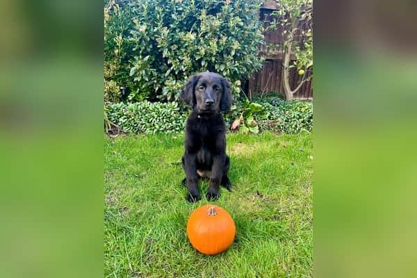 Guide dog puppy Pumpkin