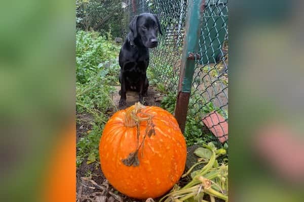 Guide dog puppy Pumpkin discovers pumpkins in her volunteer puppy raiser's garden in Doncaster