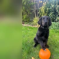 This Halloween, guide dog puppy Pumpkin helps highlight urgent need for more volunteers in Doncaster
