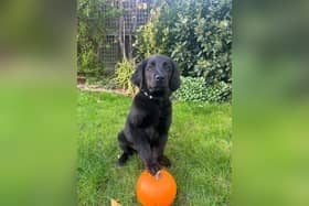 Guide dog puppy Pumpkin places her paw on a pumpkin 