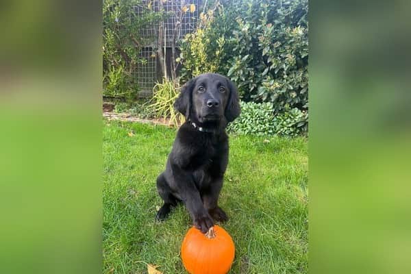 Guide dog puppy Pumpkin places her paw on a pumpkin