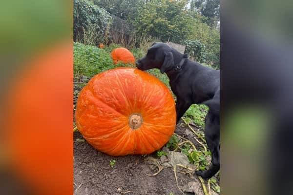 One year old guide dog pup Pumpkin