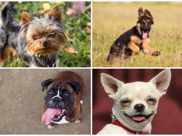 Dogs
