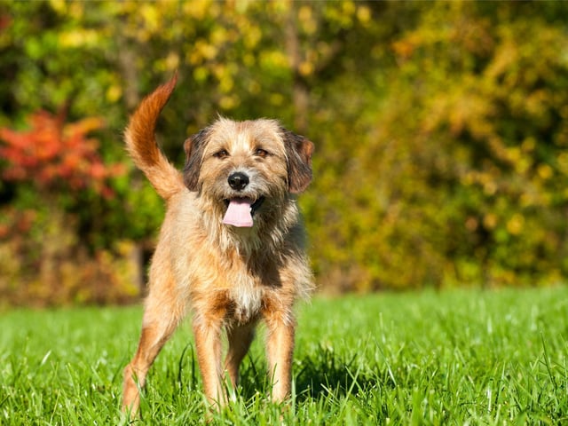Mixed breeds dogs take the seventh spot