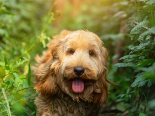The adorable Cockapoo ranks further down the list, taking the 11th spot for misbehaviour