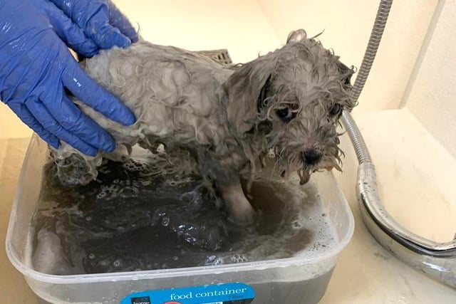 Pups covered in oil were rescued from van